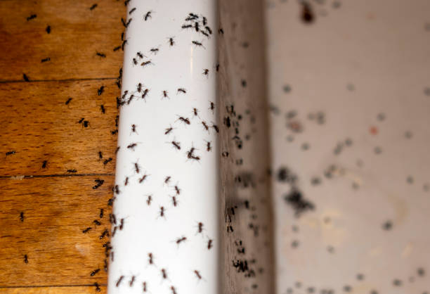 Best Pest Removal Services  in Penrose, CO